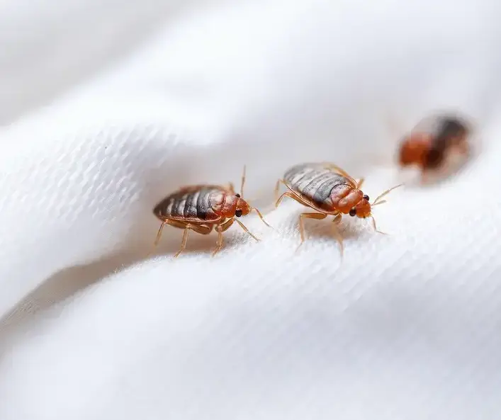Bed Bug Inspection in a West Jordan, UT home