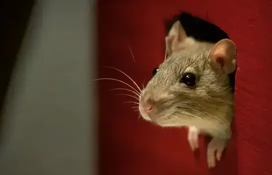 Rat exterminator treating a West Jordan, UT home