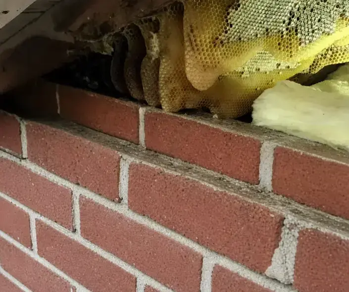 Brice Pest Control technician applying bee treatment along a baseboard in a West Jordan, UT home