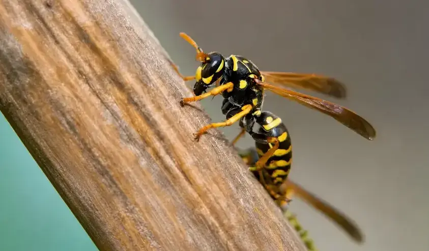 Wasp pest control West Jordan UT