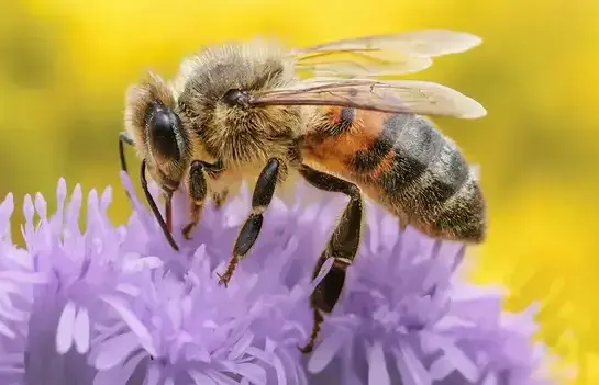 Bee exterminator treating a West Jordan, UT home
