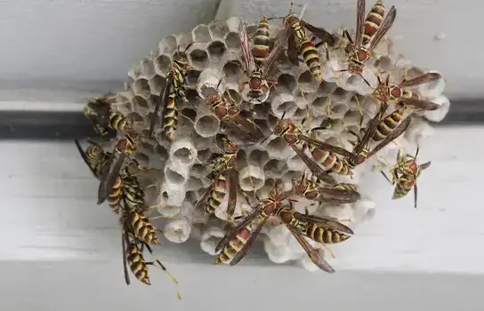 Wasp exterminator treating a West Jordan, UT home