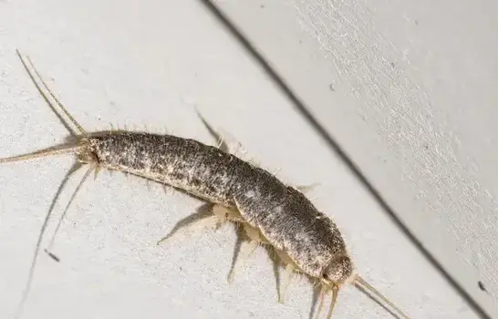 Silverfish exterminator treating a West Jordan, UT home