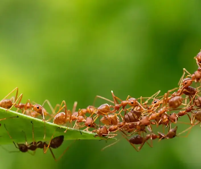 Ant Pest Control in a West Jordan, UT home