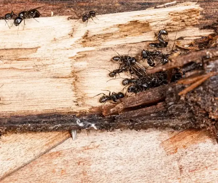 Brice Pest Control technician applying carpenter ant treatment along a baseboard in a West Jordan, UT home