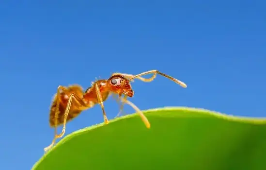 Ant Pest Control in West Jordan, UT