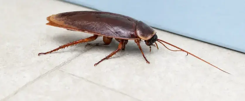 Cockroach exterminator treating a West Jordan, UT home