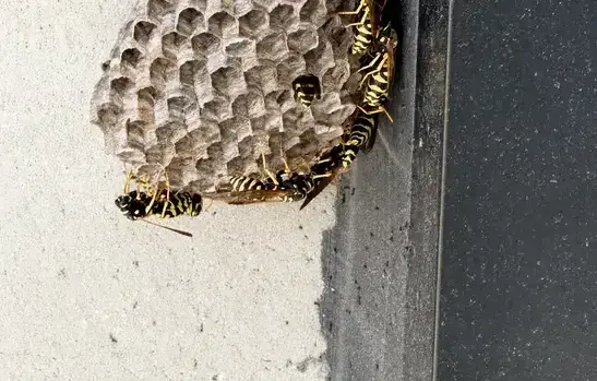 Wasp exterminator treating a West Jordan, UT home