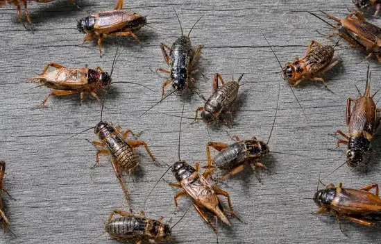 Cricket exterminator treating a West Jordan, UT home