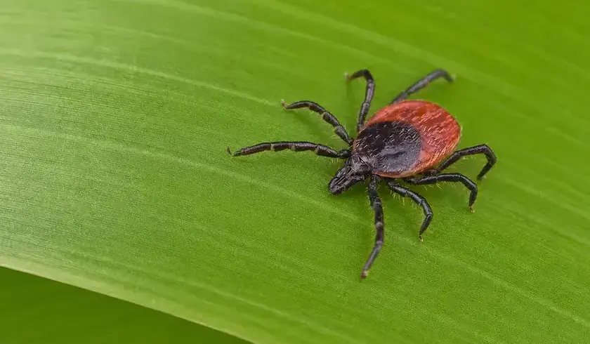 Tick pest control West Jordan UT