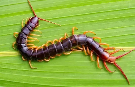 Centipede exterminator treating a West Jordan, UT home